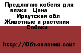  Предлагаю кобеля для вязки › Цена ­ 3 000 - Иркутская обл. Животные и растения » Собаки   